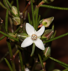 Cyanothamnus tenuis