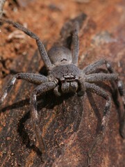 Isopedella saundersi