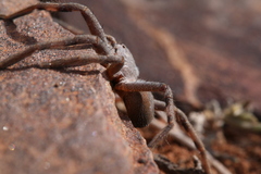 Isopedella saundersi