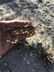 Eriogonum ampullaceum