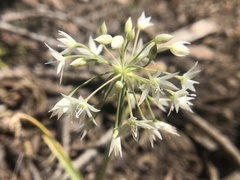 Allium campanulatum