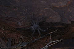 Isopedella saundersi