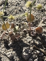 Eriogonum ampullaceum