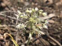 Allium campanulatum