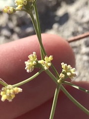 Eriogonum ampullaceum