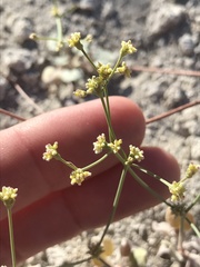 Eriogonum ampullaceum