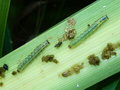 Epiphryne verriculata