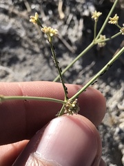 Eriogonum ampullaceum