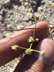 Eriogonum ampullaceum