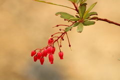 Comarostaphylis glaucescens