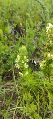 Bombus patagiatus