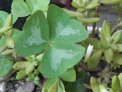 Oxalis triangularis triangularis