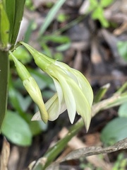 Carmichaelia williamsii