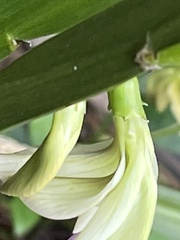 Carmichaelia williamsii