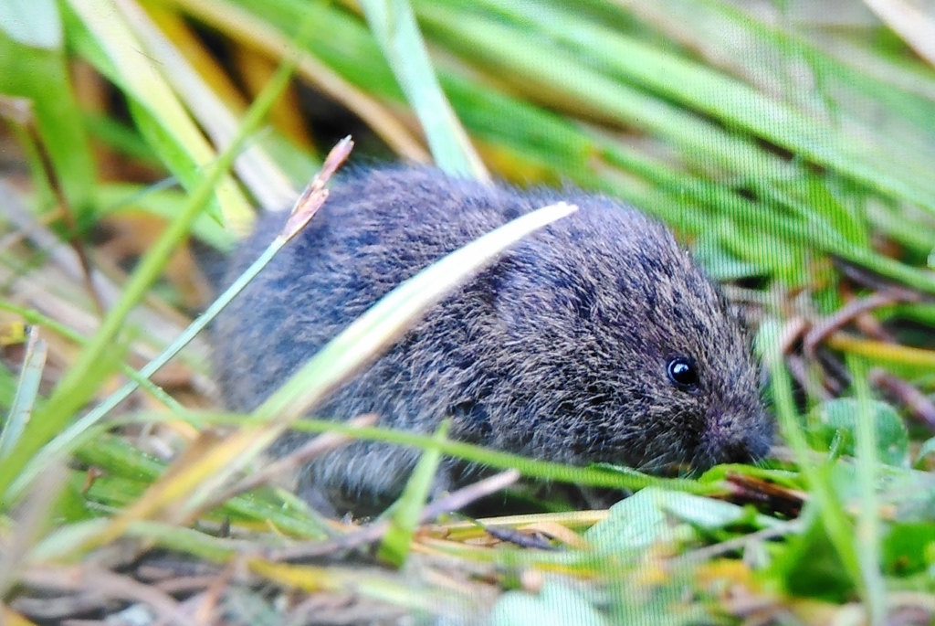 Common Pine Vole