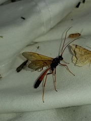 Opheltes glaucopterus