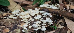 Favolaschia manipularis