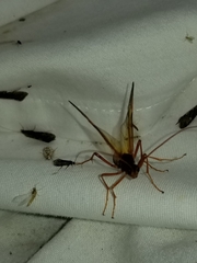 Opheltes glaucopterus