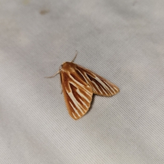 Sabulodes niveostriata