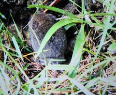 Microtus subterraneus
