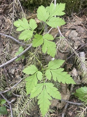 Osmorhiza purpurea