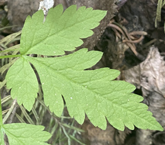 Osmorhiza purpurea