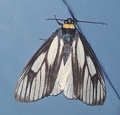 Macrobrochis prasena