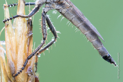 Machimus arthriticus