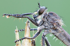 Machimus arthriticus