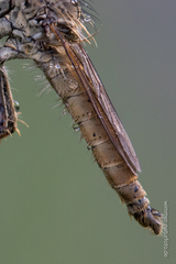 Machimus arthriticus