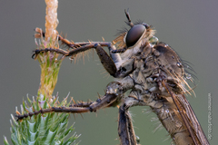 Machimus arthriticus