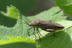 Physomerus grossipes