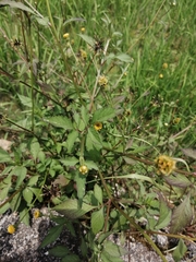 Bidens biternata