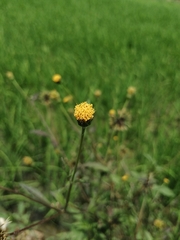 Bidens biternata
