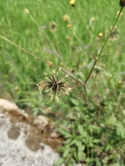 Bidens biternata