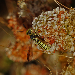Eucerceris provancheri