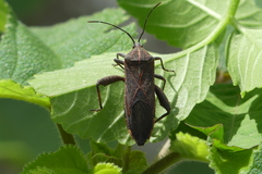 Physomerus grossipes