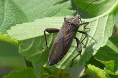 Physomerus grossipes