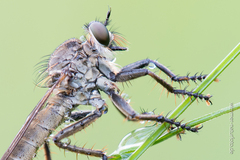 Machimus arthriticus