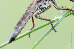 Machimus arthriticus