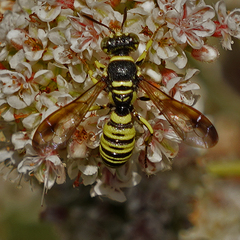 Eucerceris provancheri