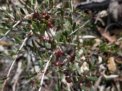 Leptospermum spinescens