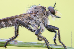 Machimus arthriticus