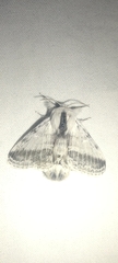 Tolype distincta