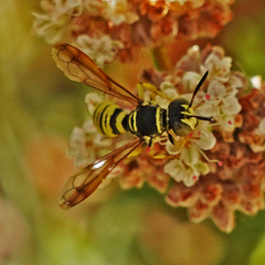 Eucerceris provancheri