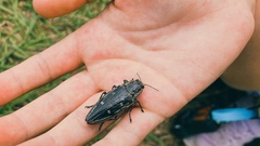 Chalcophora japonica