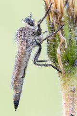 Machimus arthriticus