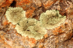 Flavoparmelia soredians