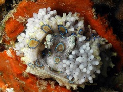 Hapalochlaena lunulata