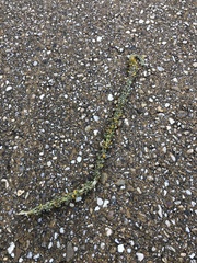 Ascophyllum nodosum